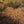 Load image into Gallery viewer, Hubb's Red Willow Japanese Maple