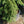 Load image into Gallery viewer, Hugo's Weeping Colorado Spruce