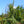 Load image into Gallery viewer, Hugo's Weeping Colorado Spruce