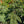 Load image into Gallery viewer, Hugo's Weeping Colorado Spruce