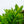Load image into Gallery viewer, Hummingbird Summersweet - Summersweet - Shrubs