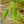 Load image into Gallery viewer, Hummingbird Summersweet - Summersweet - Shrubs
