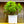 Load image into Gallery viewer, Hummingbird Summersweet - Summersweet - Shrubs