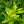 Load image into Gallery viewer, Hummingbird Summersweet