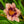 Load image into Gallery viewer, Hungry Eyes Daylily