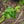 Load image into Gallery viewer, Hupp's Dwarf Japanese Maple