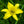 Load image into Gallery viewer, Hyperion Daylily