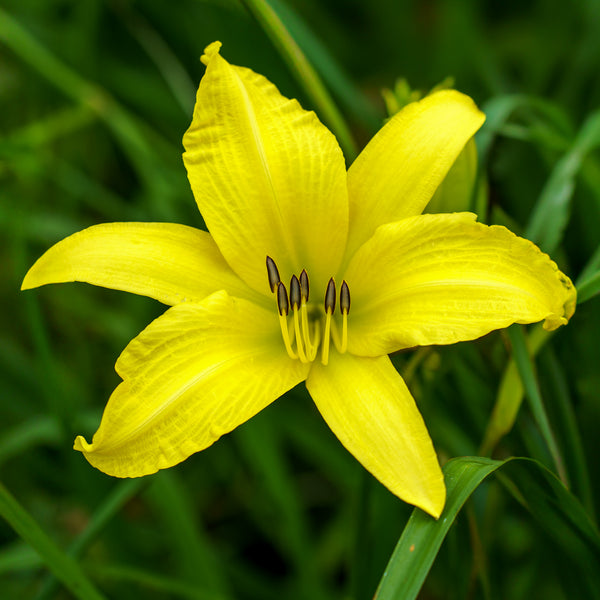 Hyperion Daylily