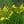 Load image into Gallery viewer, Hyperion Daylily