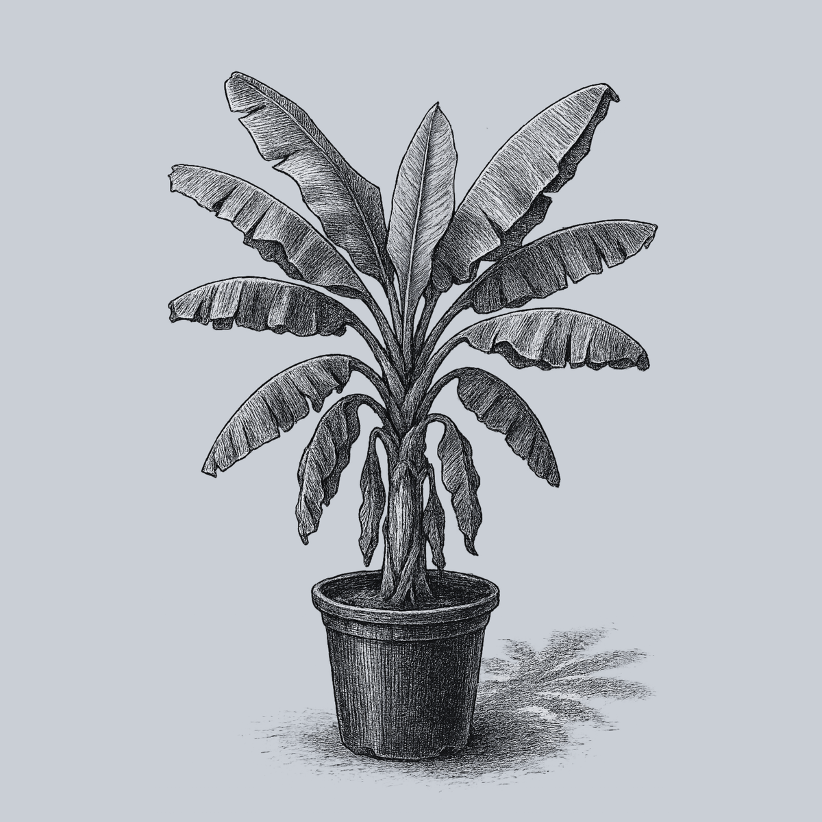 aglaonema ice cream Ice Cream Banana Tree – Plant Detectives