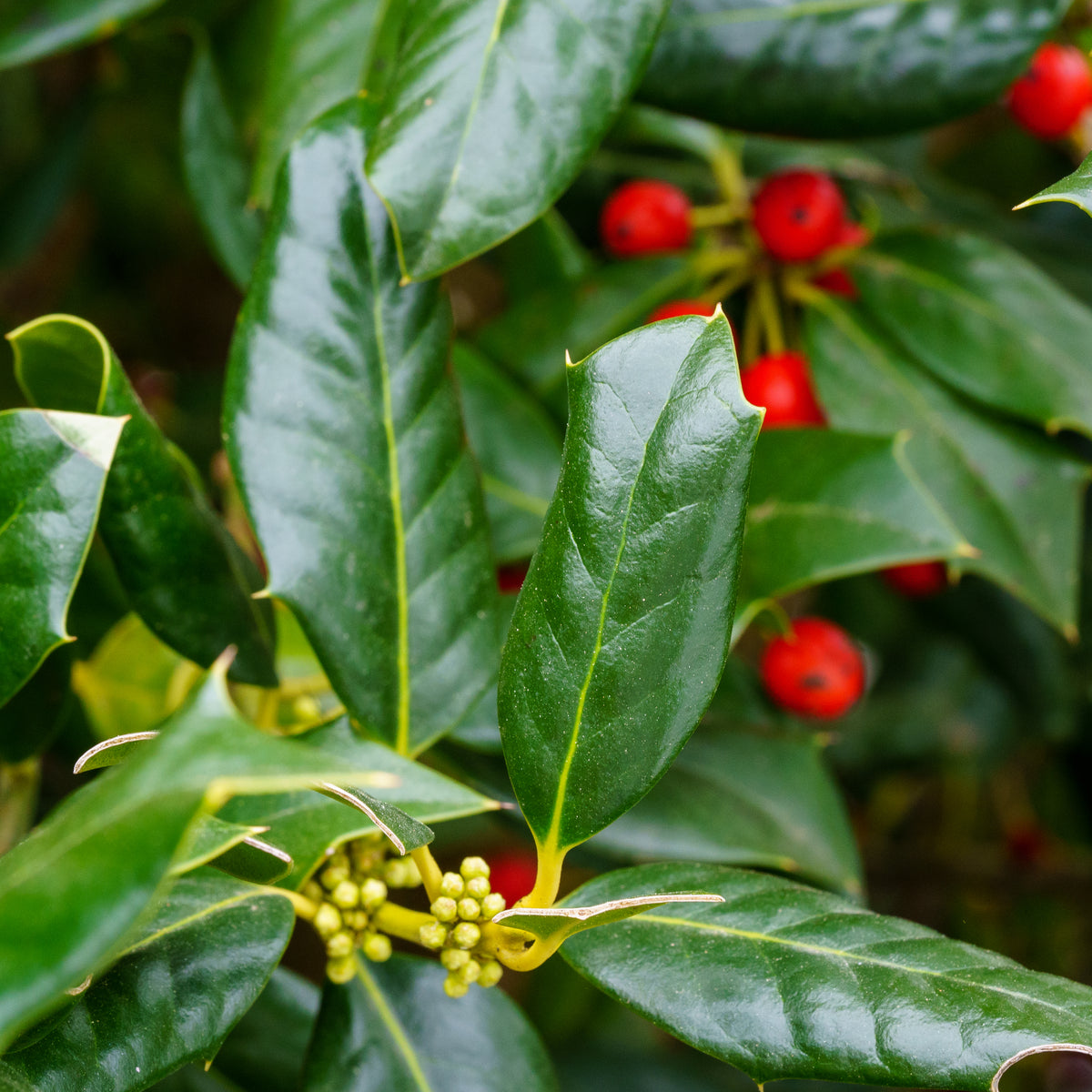 Holly - Nellie R. Stevens - 15 gallon, image size:1200x1200