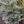 Load image into Gallery viewer, Horstmann's Siberlocke Korean Fir - Fir - Conifers