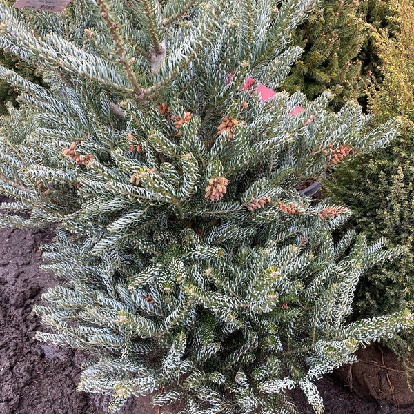 Horstmann's Siberlocke Korean Fir - Fir - Conifers