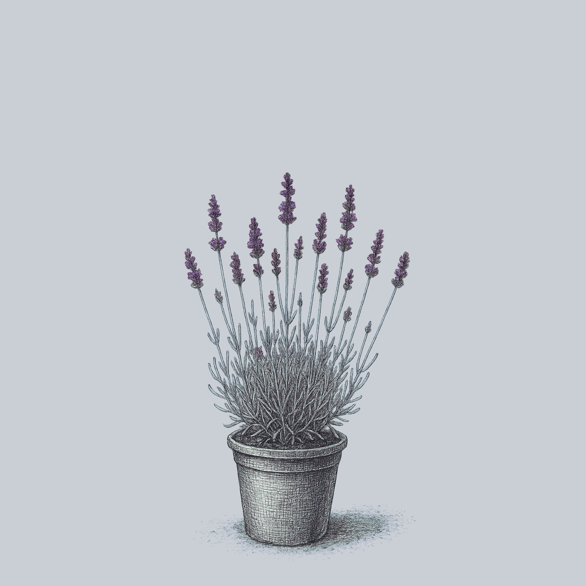 lavender english plant Imperial Gem English Lavender – Plant Detectives