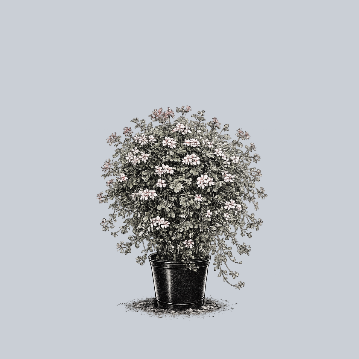 hanging ivy geranium plants Ivy Geranium – Plant Detectives
