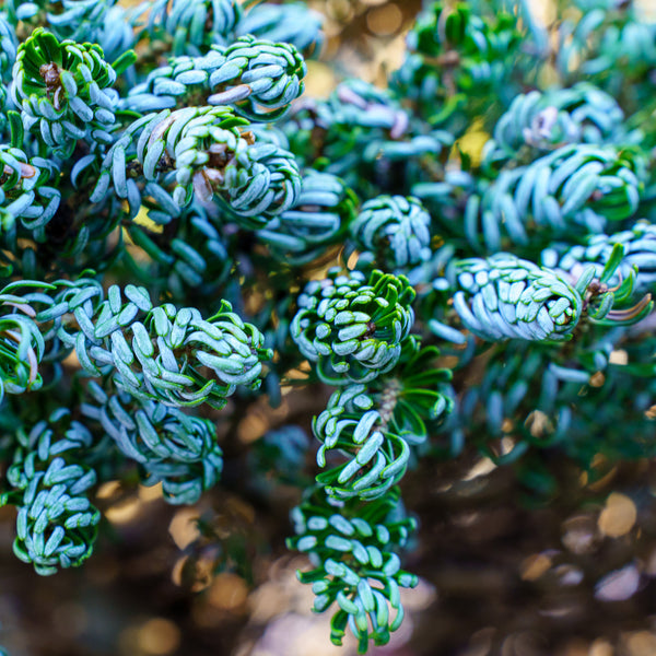 Ice Breaker Korean Fir - Fir - Conifers