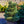 Load image into Gallery viewer, Ice Breaker Korean Fir - Fir - Conifers