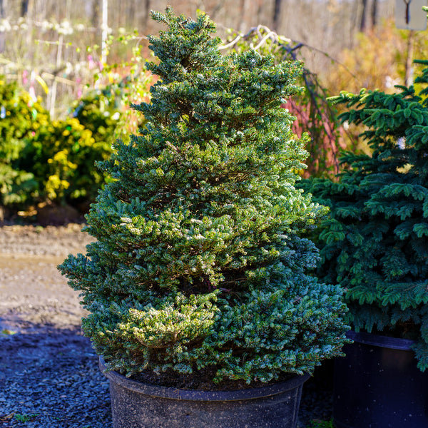 Ice Breaker Korean Fir - Fir - Conifers