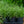 Load image into Gallery viewer, Ice Dance Sedge