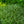 Load image into Gallery viewer, Ice Dance Sedge