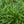Load image into Gallery viewer, Ice Dance Sedge