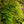 Load image into Gallery viewer, Ice Dragon Maple