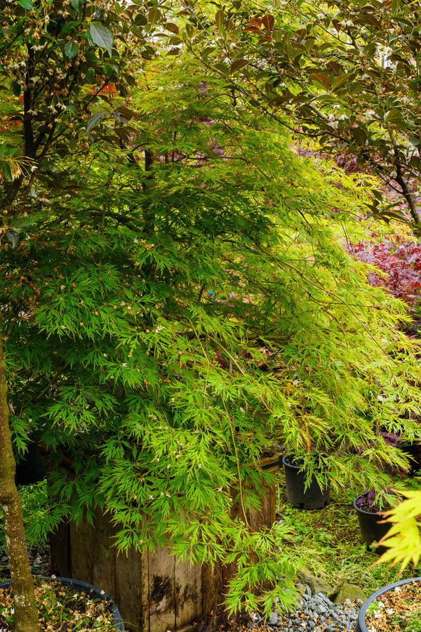 Ice Dragon Maple