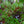 Load image into Gallery viewer, Ice Dragon Maple - Japanese Maple - Japanese Maples