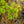 Load image into Gallery viewer, Ice Dragon Maple