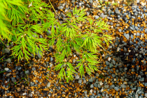 Ice Dragon Maple