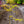 Load image into Gallery viewer, Ice Dragon Maple