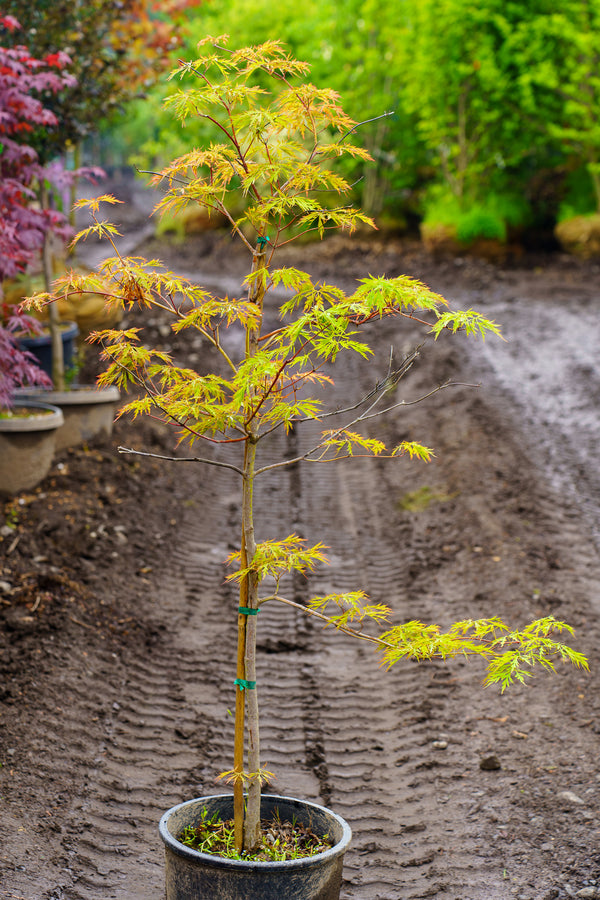 Ice Dragon Maple