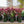 Load image into Gallery viewer, Ice N' Roses Lenten Rose