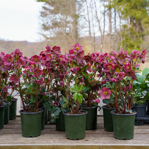 Ice N' Roses Lenten Rose