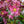 Load image into Gallery viewer, Ice N' Roses Lenten Rose