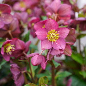 Ice N' Roses Lenten Rose