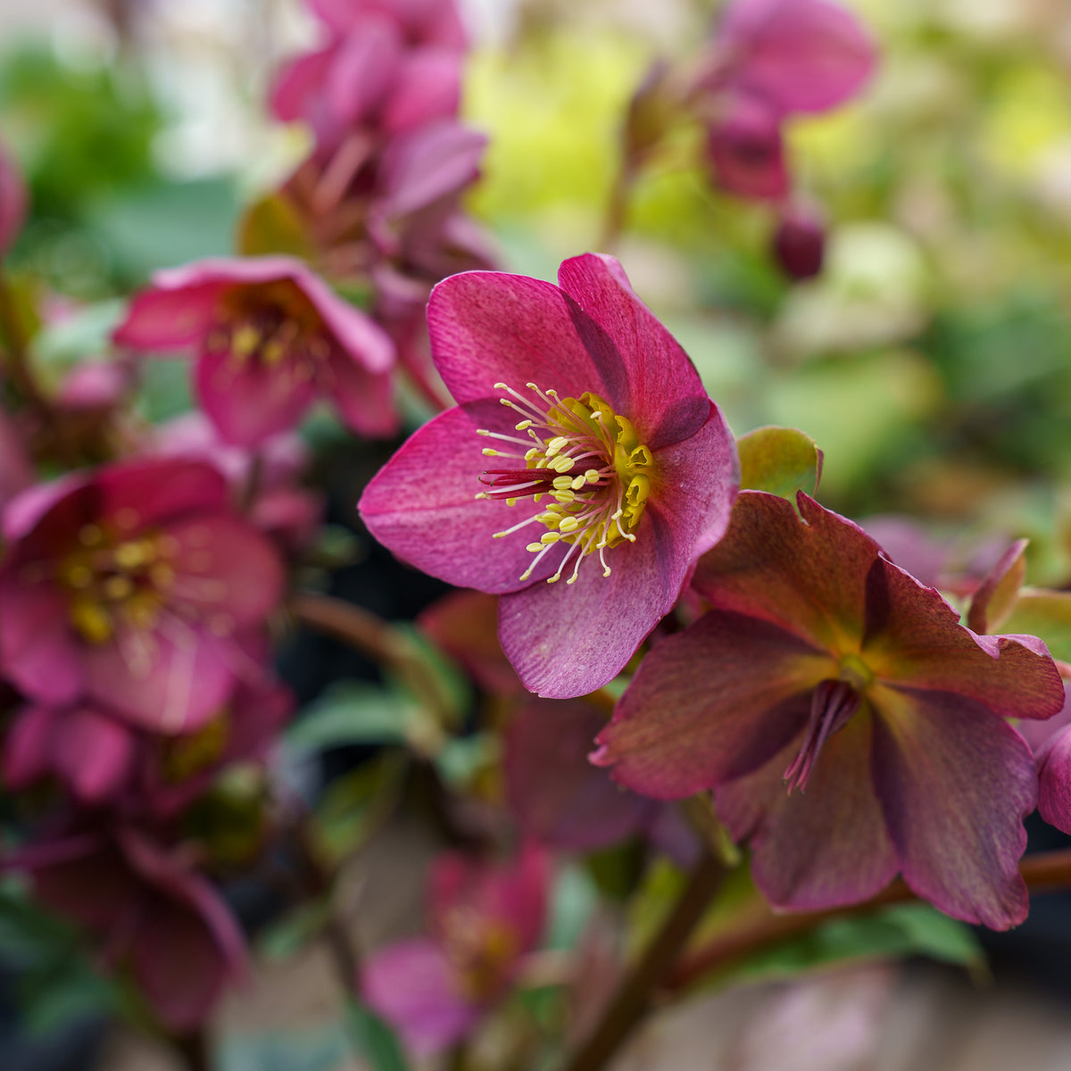 Ice N' Roses Lenten Rose – Plant Detectives
