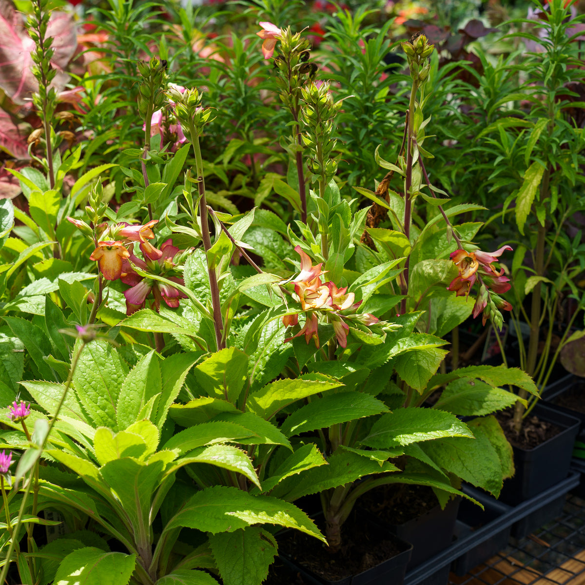 Illumination Flame Hybrid Foxglove – Plant Detectives