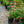 Load image into Gallery viewer, Impatient Rose
