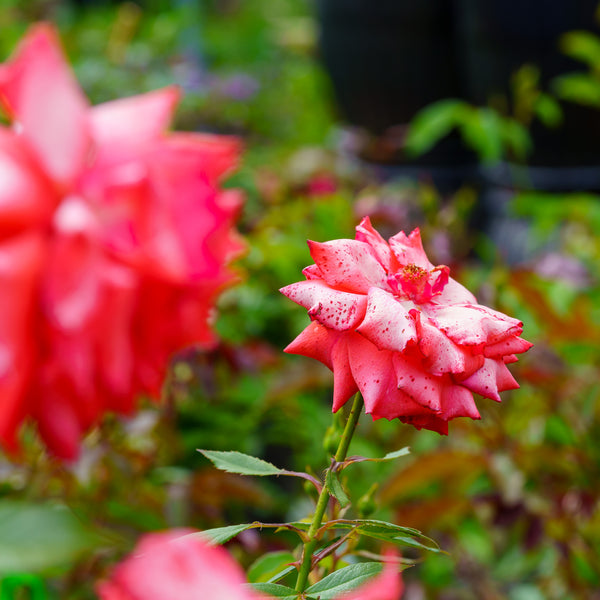Impatient Rose