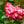 Load image into Gallery viewer, Impatient Rose