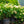 Load image into Gallery viewer, Incrediball Hydrangea - Hydrangea - Shrubs