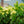 Load image into Gallery viewer, Incrediball Hydrangea - Hydrangea - Shrubs