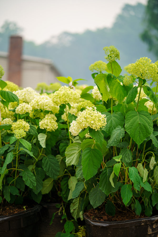 Incrediball Smooth Hydrangea