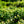 Load image into Gallery viewer, Incrediball Smooth Hydrangea