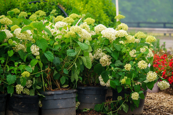Incrediball Smooth Hydrangea