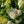 Load image into Gallery viewer, Invincibelle Spirit Smooth Hydrangea