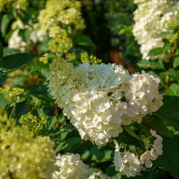 Invincibelle Spirit Smooth Hydrangea