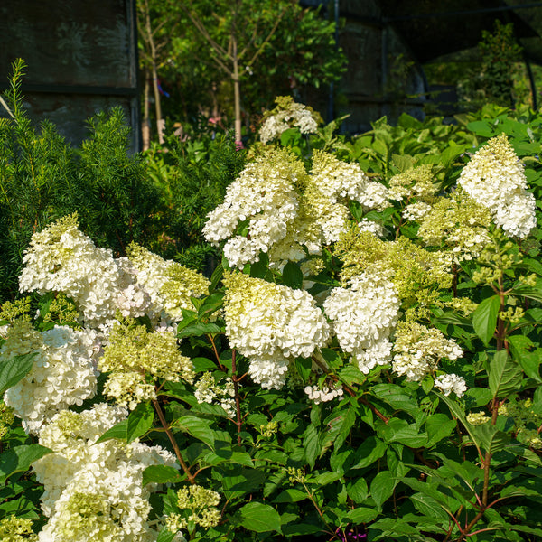 Invincibelle Spirit Smooth Hydrangea