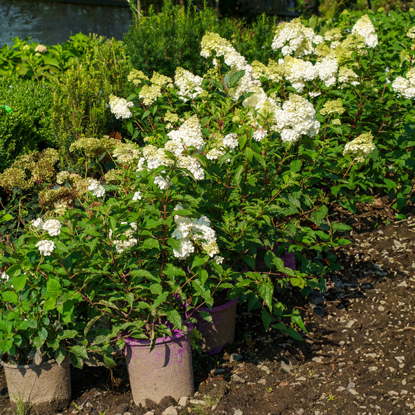 Invincibelle Spirit Smooth Hydrangea